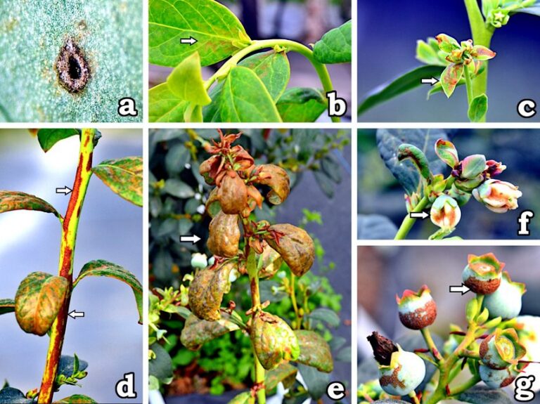 Fotografía Research Gate