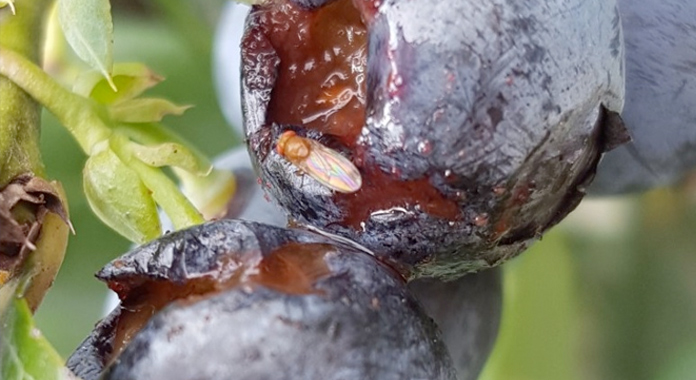 "Drosophila suzukii" en cultivo de arándano