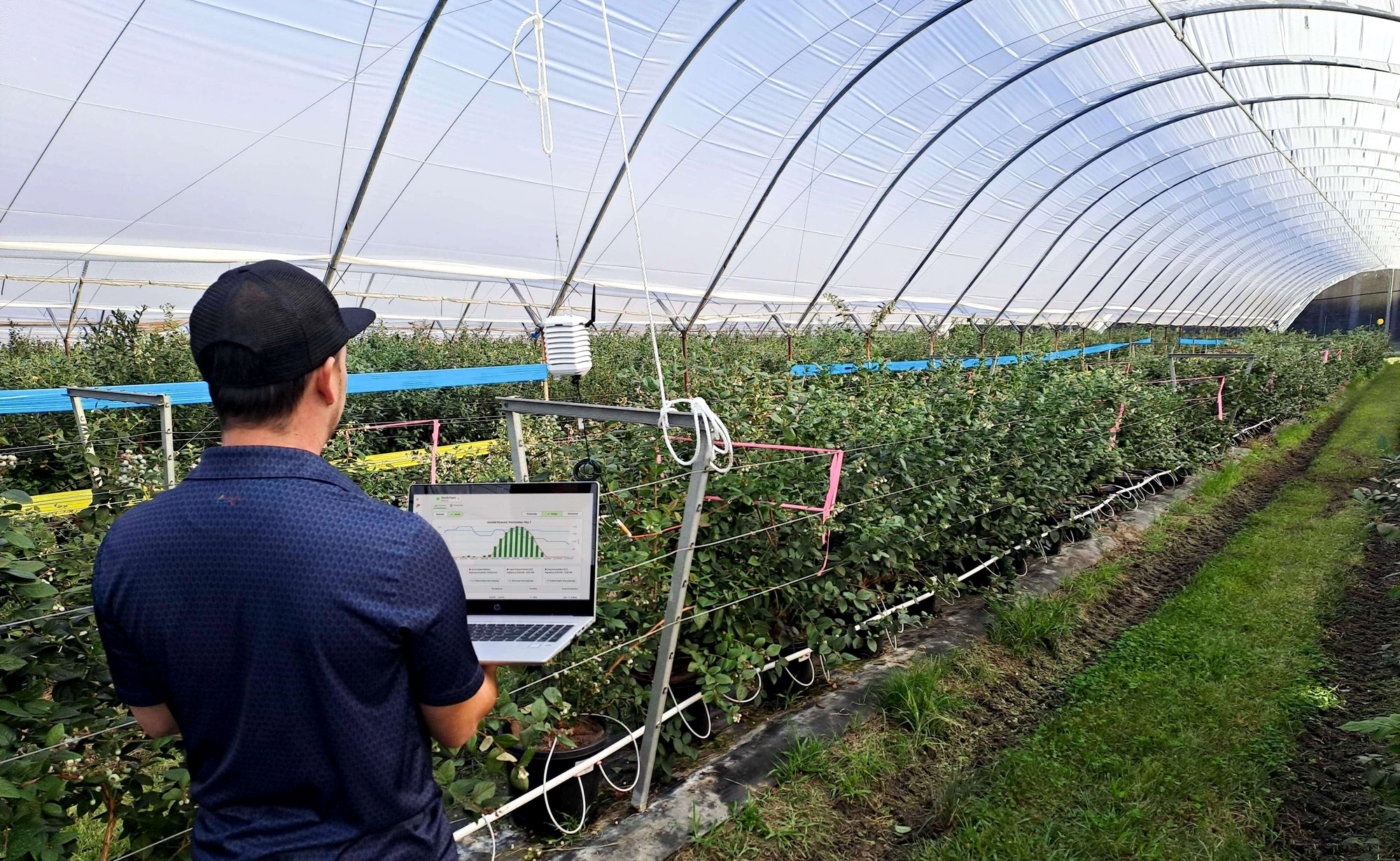 Blueberry science is growing and shaping the industry's innovation map ...